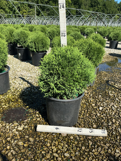 Hetz Midget Arborvitae growing in a black nursery container on a gravel bed at a wholesale plant nursery.