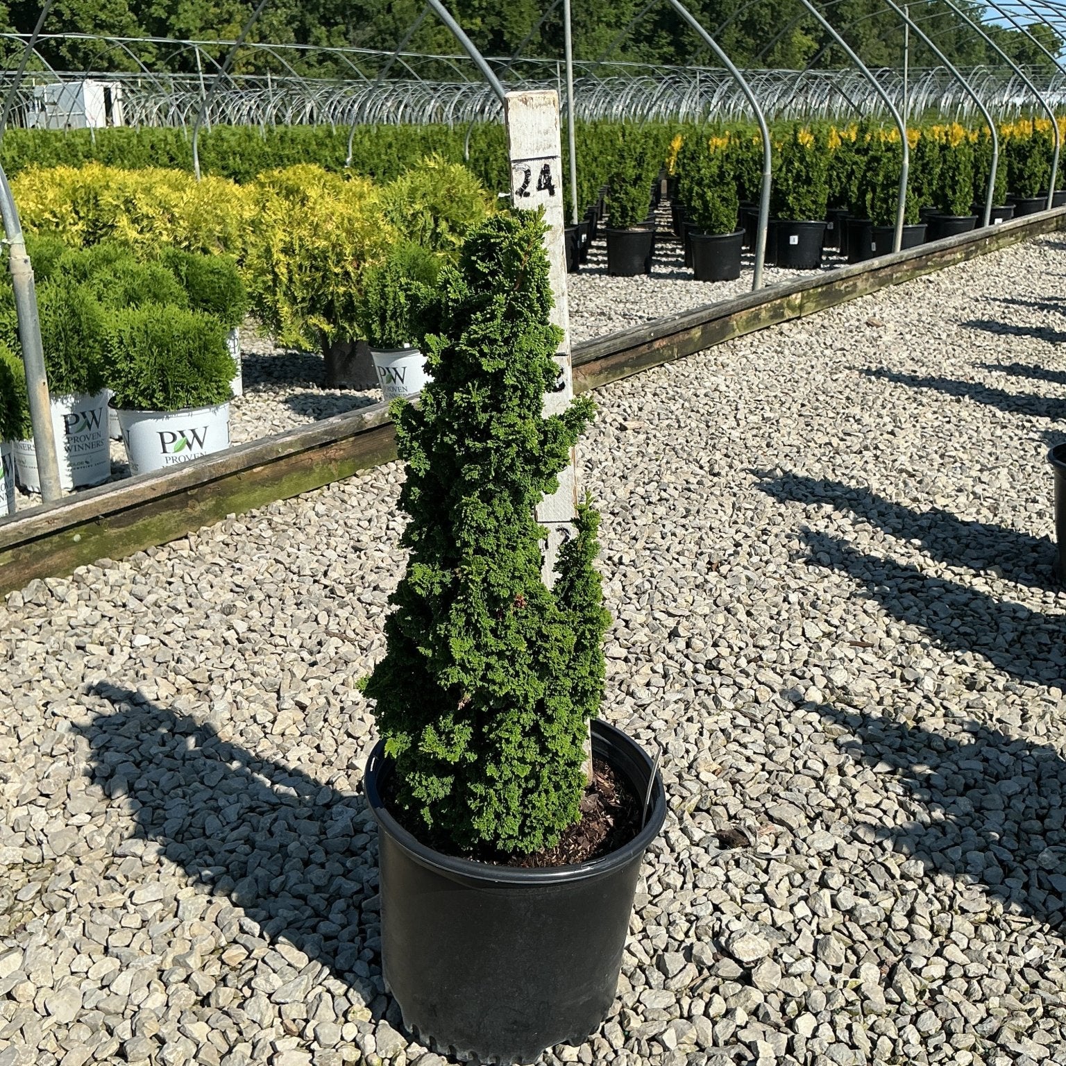 Primo Dwarf Arborvitae spiral topiary in a black nursery container displayed on a gravel surface at a plant nursery.