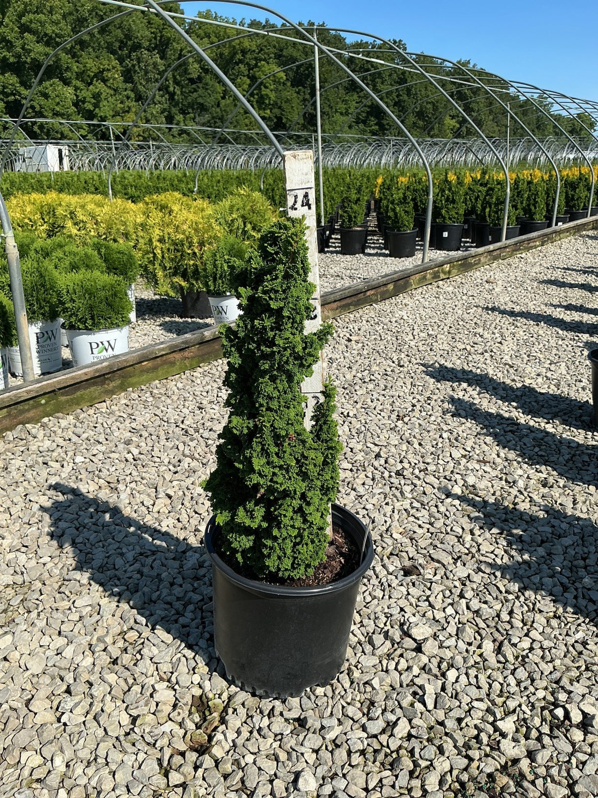 Primo Dwarf Arborvitae spiral topiary in a black nursery container displayed on a gravel surface at a plant nursery.