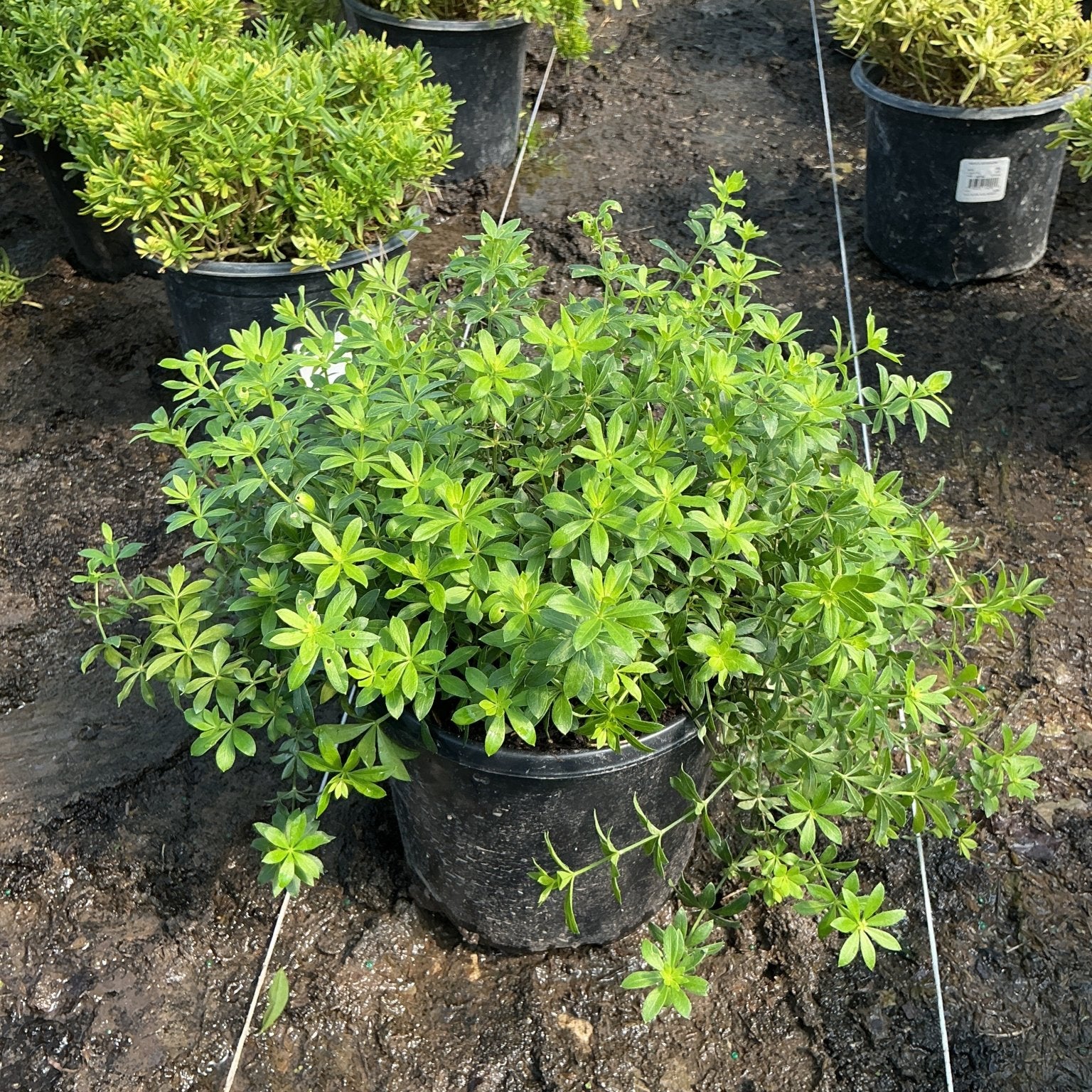 Sweet Woodruff in a #1 container shows dense, whorled green foliage spreading beyond the pot at a nursery.
