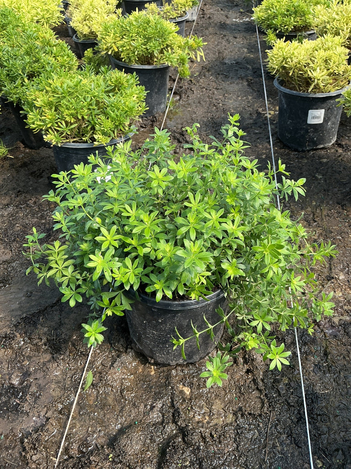 Sweet Woodruff in a #1 container shows dense, whorled green foliage spreading beyond the pot at a nursery.