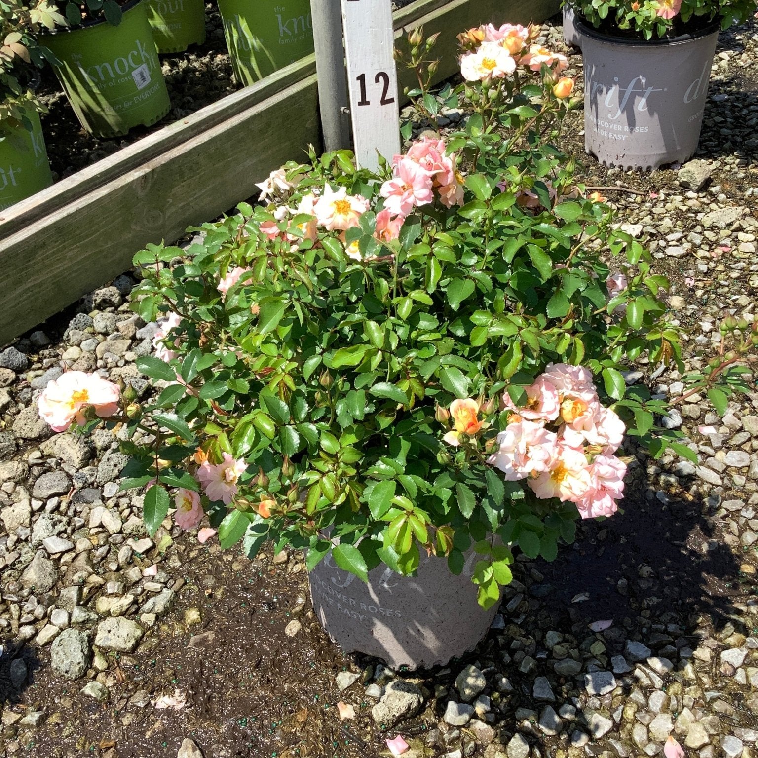Peach Drift Groundcover Rose in a nursery container covered in soft pink and peach blooms with glossy green foliage.