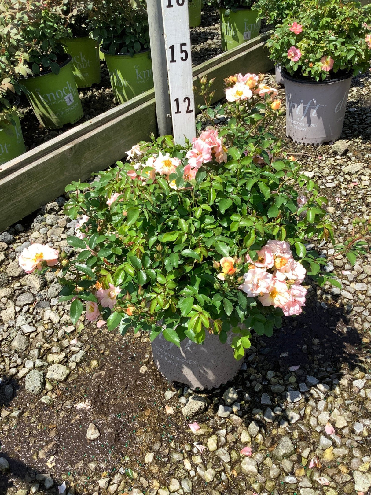 Peach Drift Groundcover Rose in a nursery container covered in soft pink and peach blooms with glossy green foliage.