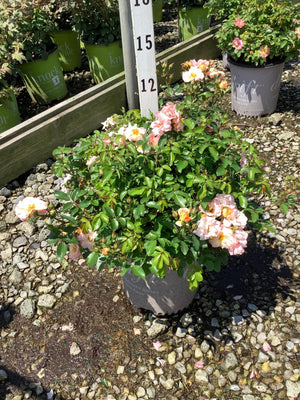 Peach Drift Groundcover Rose in a nursery container covered in soft pink and peach blooms with glossy green foliage.