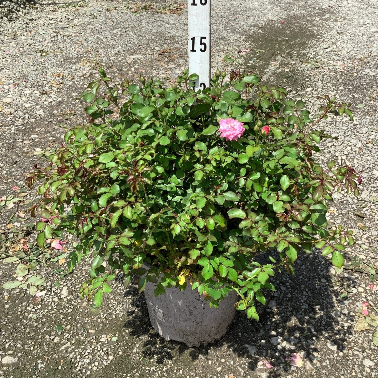 Sweet Drift Rose in a #2 container with lush green foliage and a single pink bloom, shown against a gravel surface.