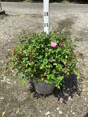 Sweet Drift Rose in a #2 container with lush green foliage and a single pink bloom, shown against a gravel surface.