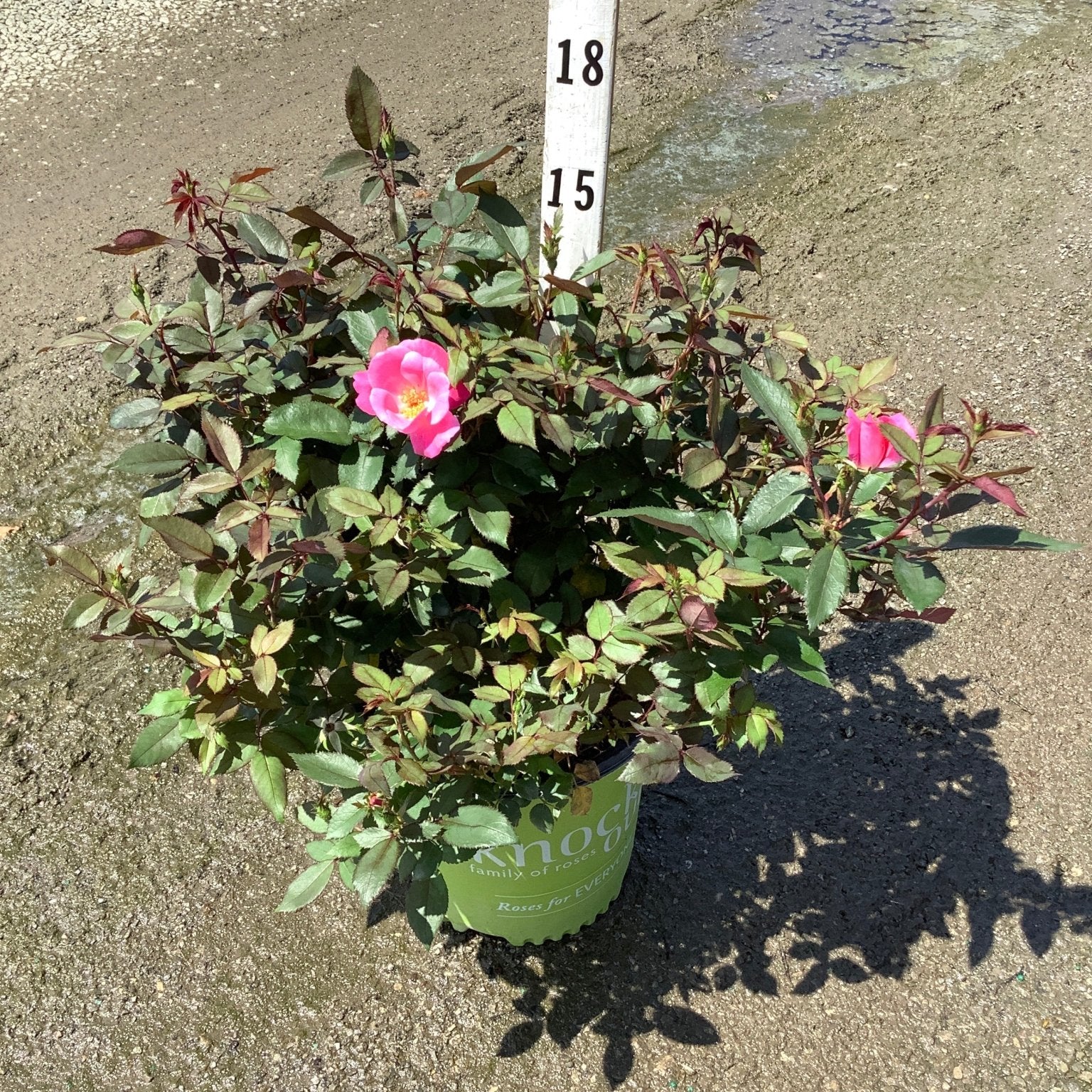 Pink Knock Out Shrub Rose in a #2 nursery container with bright pink blooms and dark green foliage.