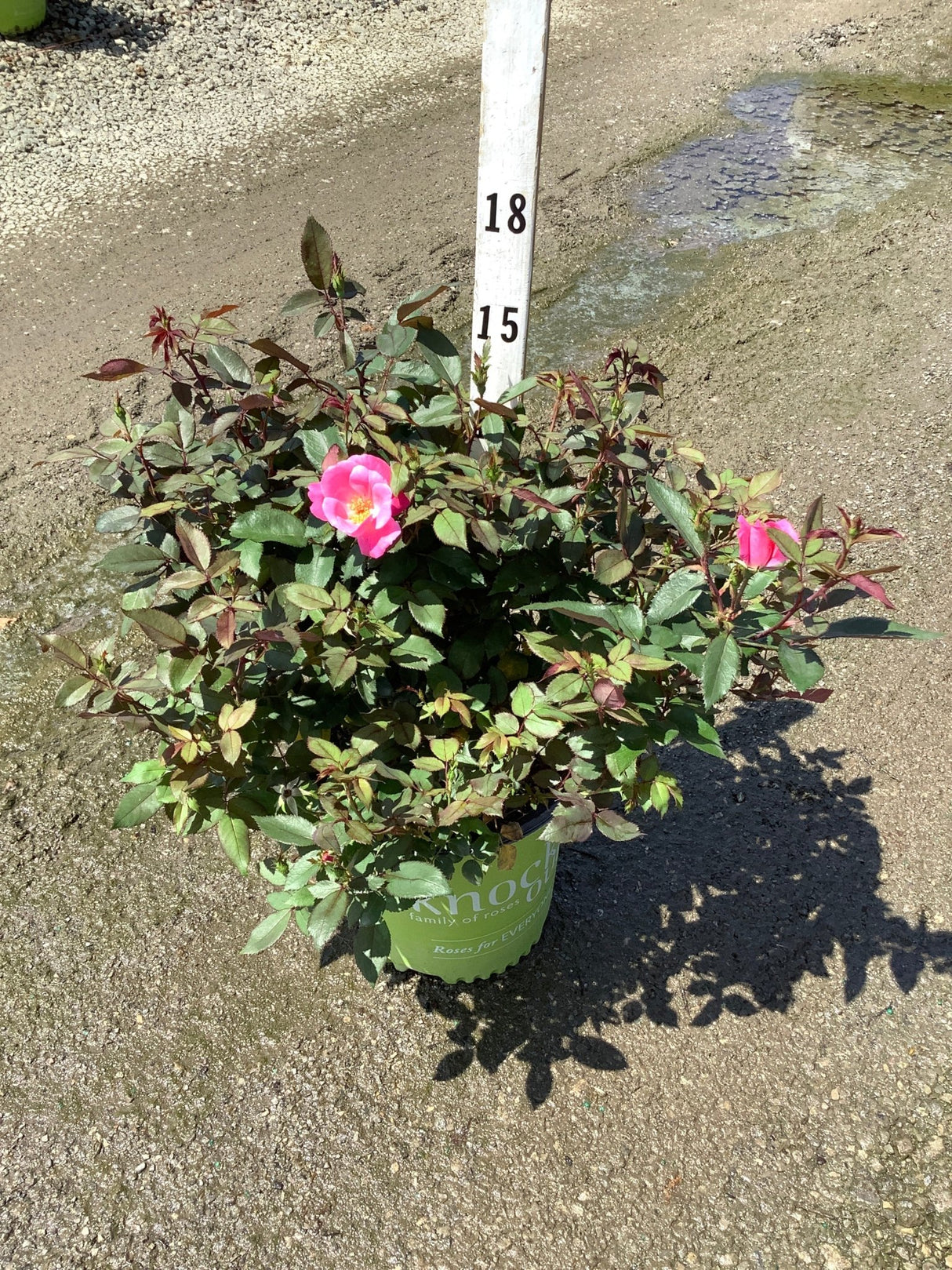 Pink Knock Out Shrub Rose in a #2 nursery container with bright pink blooms and dark green foliage.