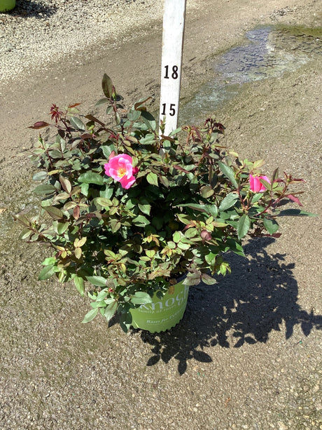 Pink Knock Out Shrub Rose in a #2 nursery container with bright pink blooms and dark green foliage.