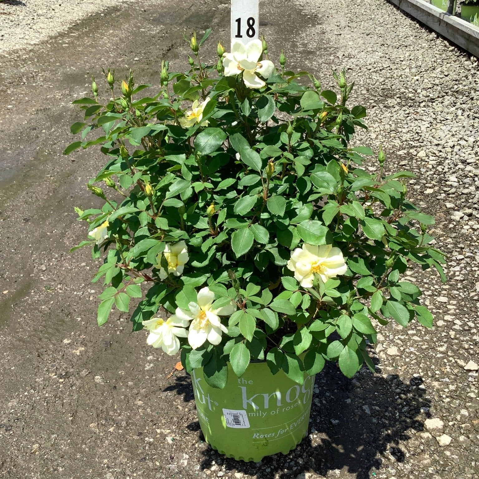 Sunny Knock Out Shrub Rose in a green nursery container displaying creamy yellow blooms and lush green foliage.