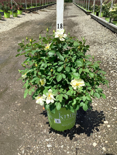 Sunny Knock Out Shrub Rose in a green nursery container displaying creamy yellow blooms and lush green foliage.