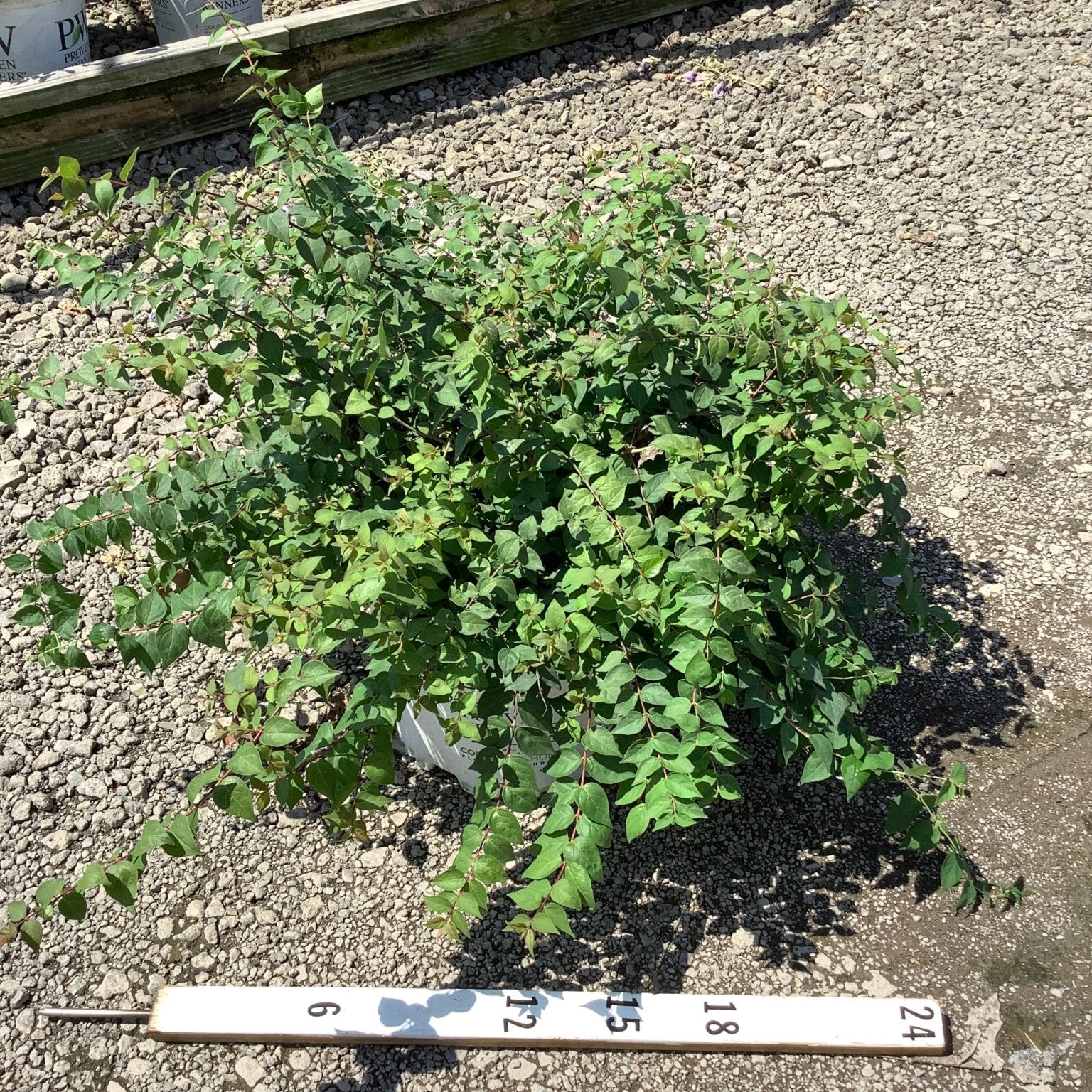 Jolene Jolene Beautybush shrub in a nursery container showing a full, spreading habit with dense green foliage, approximately 24 inches wide.