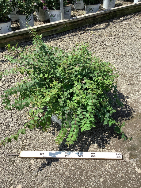 Jolene Jolene Beautybush shrub in a nursery container showing a full, spreading habit with dense green foliage, approximately 24 inches wide.