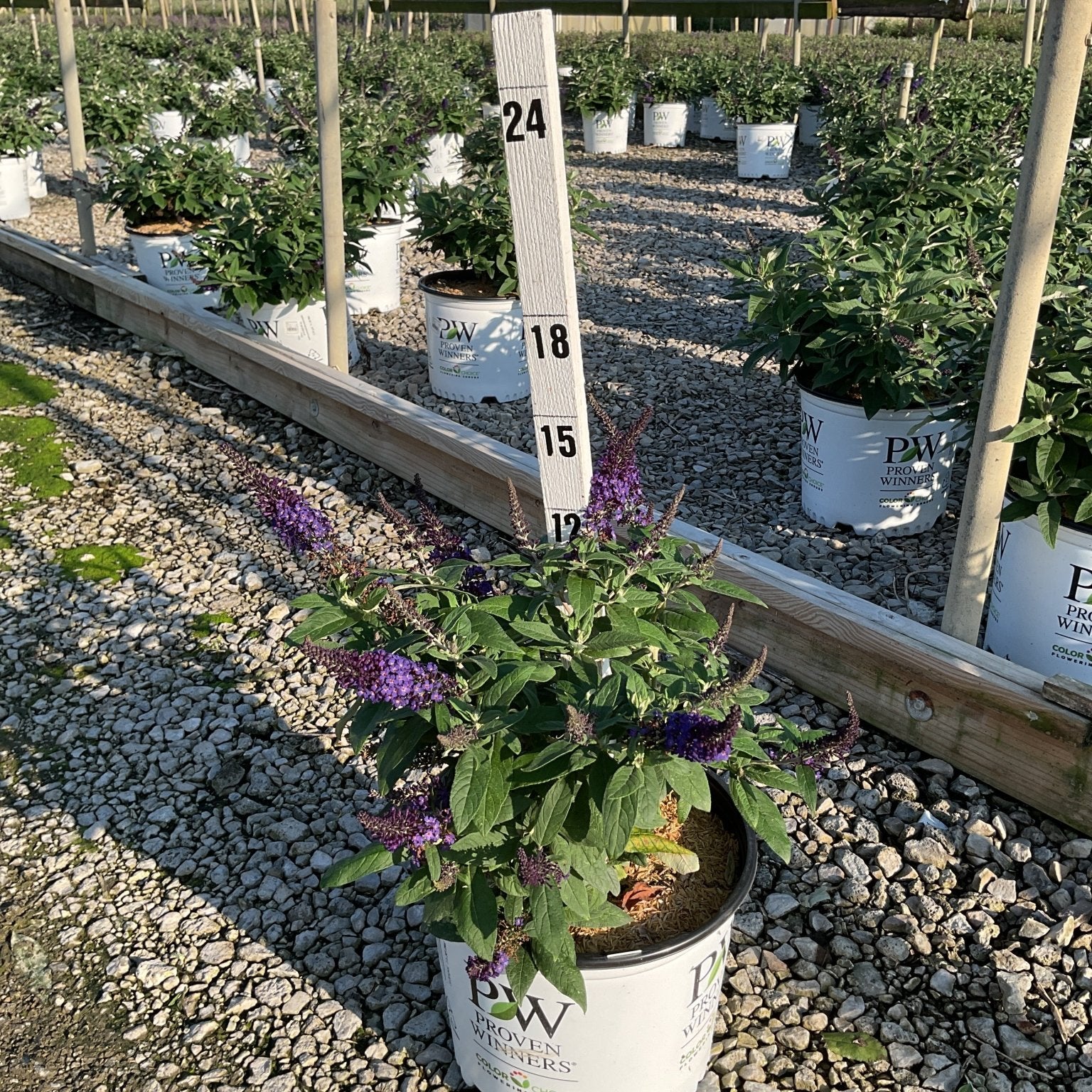 Pugster Blue Butterfly Bush in a Proven Winners #3 container with purple blooms, shown at a nursery with a height marker.