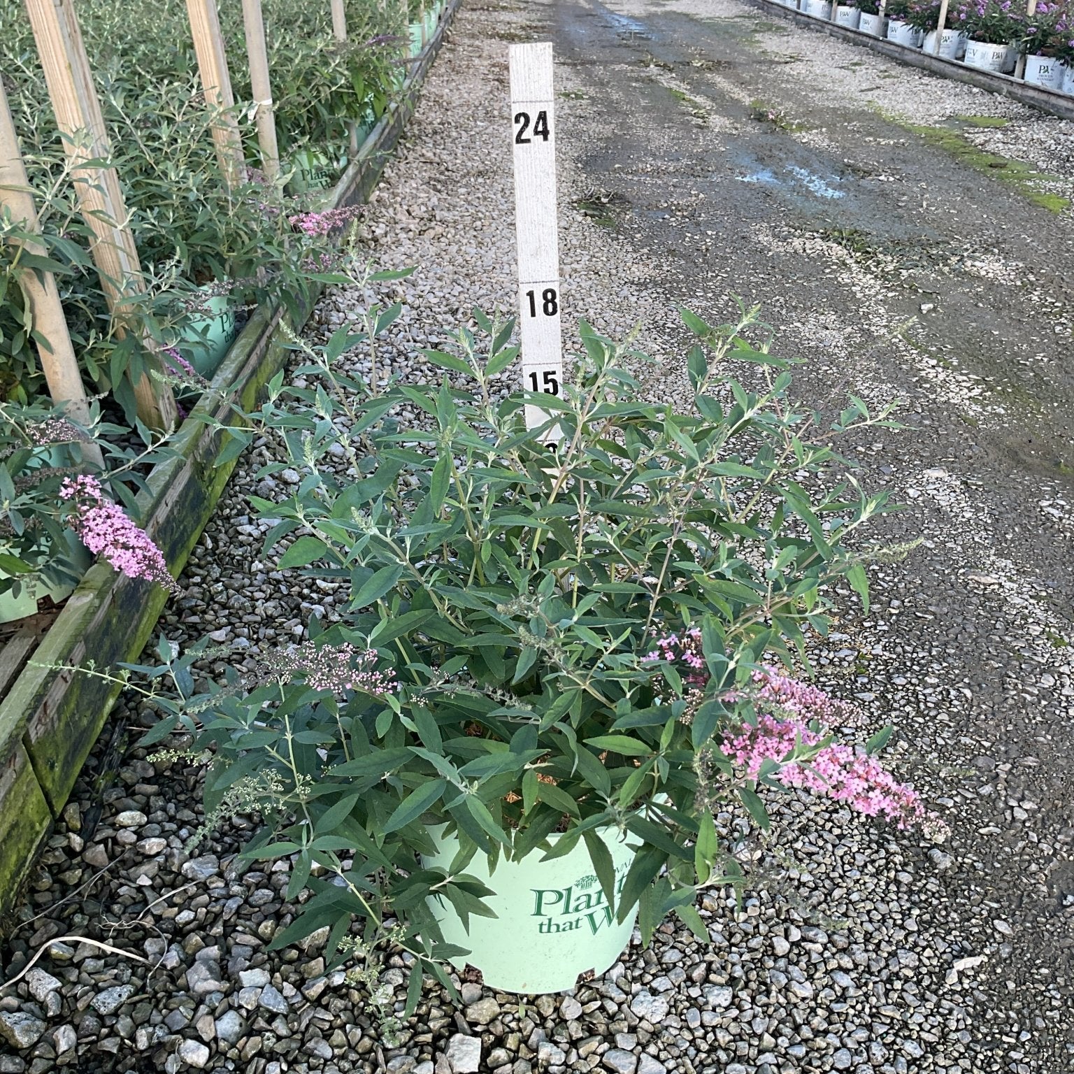 Pink Cascade Butterfly Bush in a #3 container with soft pink blooms, displayed at a nursery grow yard.