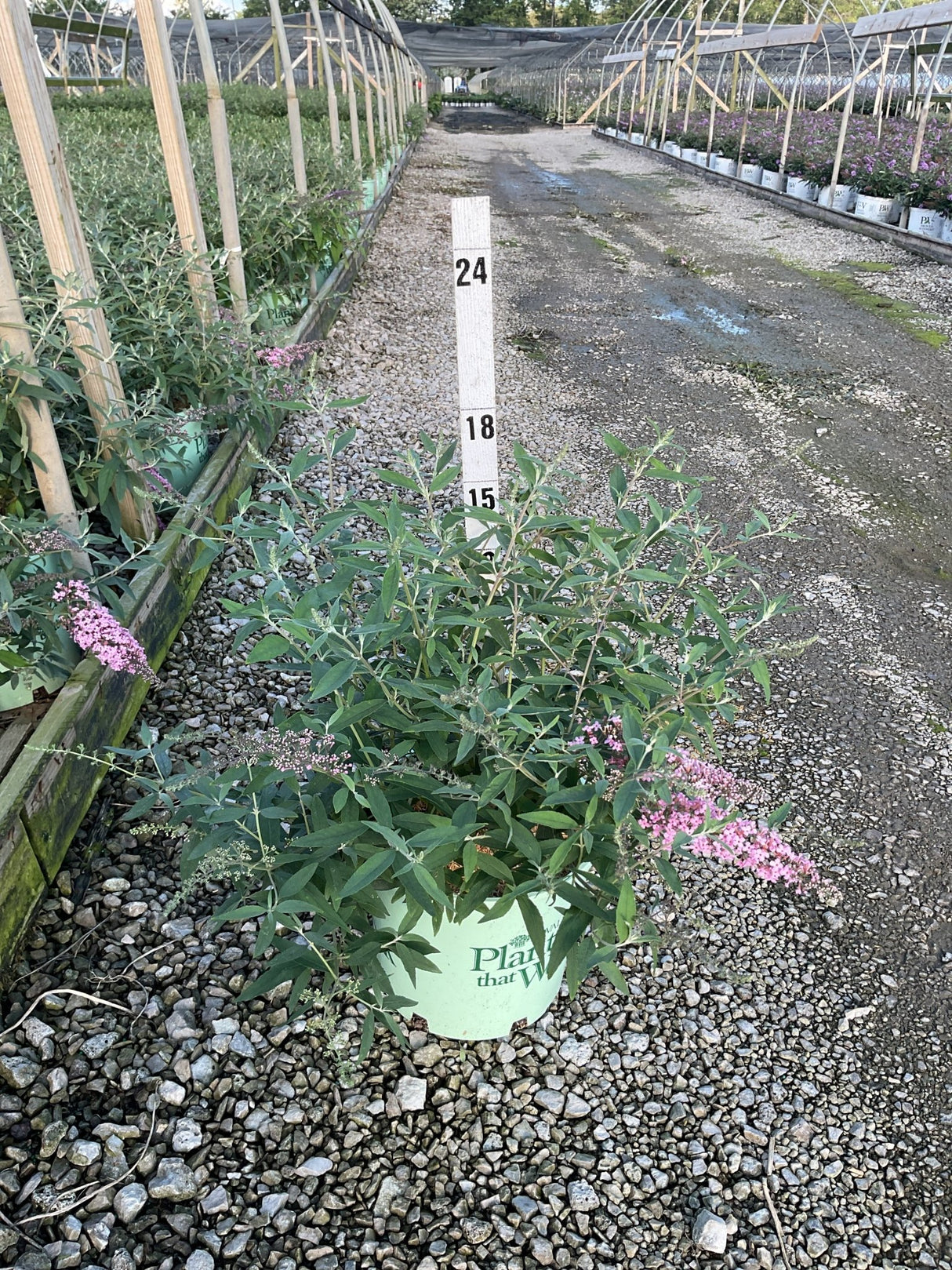 Pink Cascade Butterfly Bush in a #3 container with soft pink blooms, displayed at a nursery grow yard.