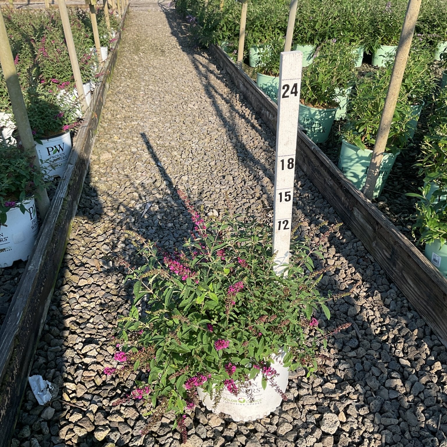 Lo & Behold Ruby Chip Butterfly Bush in a #3 container with pink blooms, displayed beside a height marker in a nursery greenhouse.