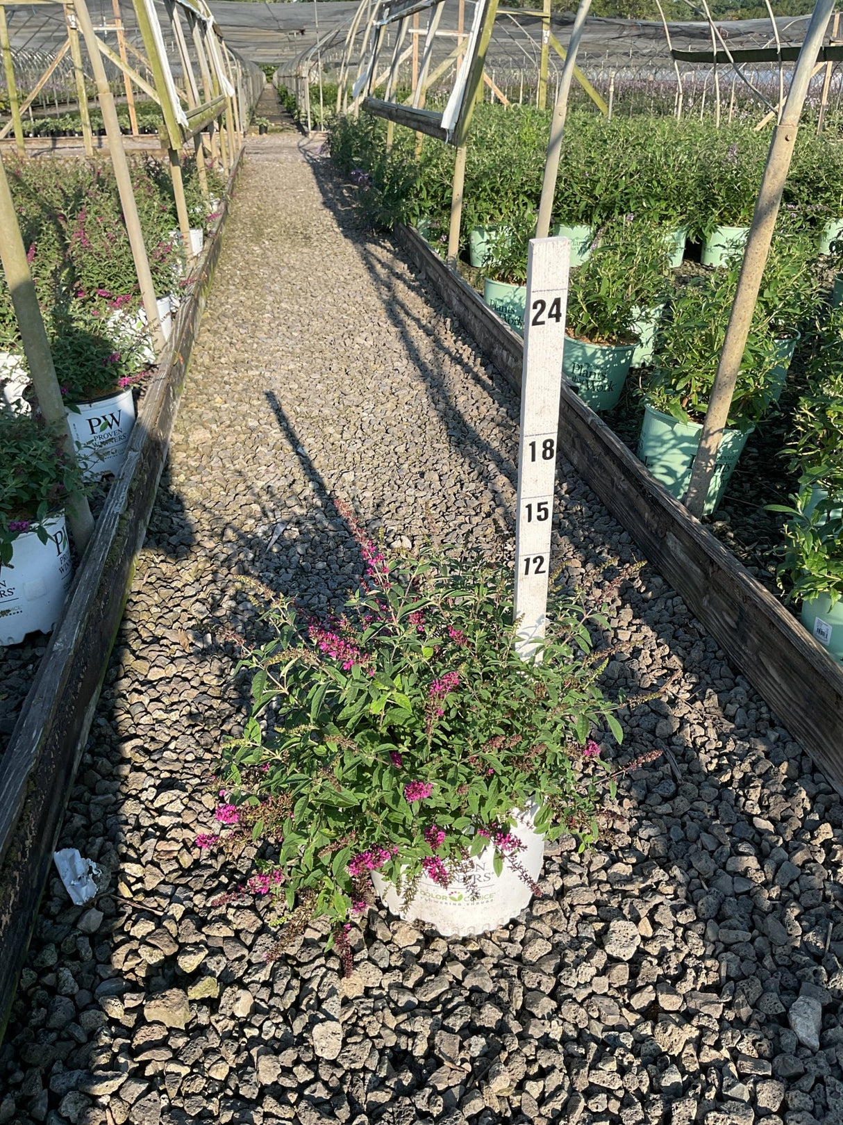 Lo & Behold Ruby Chip Butterfly Bush in a #3 container with pink blooms, displayed beside a height marker in a nursery greenhouse.