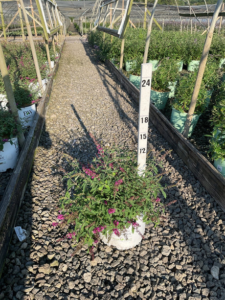 Lo & Behold Ruby Chip Butterfly Bush in a #3 container with pink blooms, displayed beside a height marker in a nursery greenhouse.