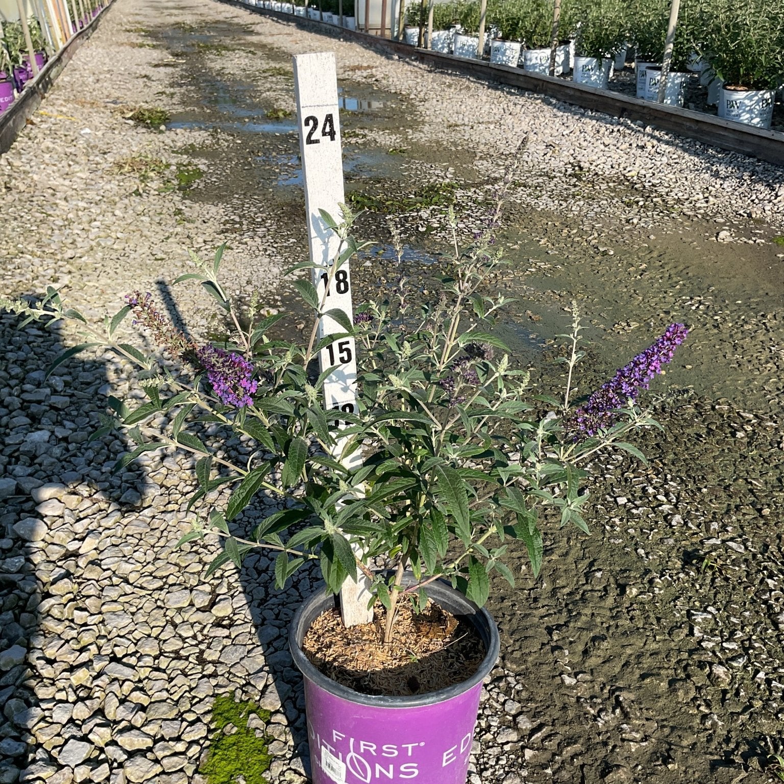 Psychedelic Sky Butterfly Bush in a purple First Editions container with purple blooms, shown against a nursery greenhouse backdrop.