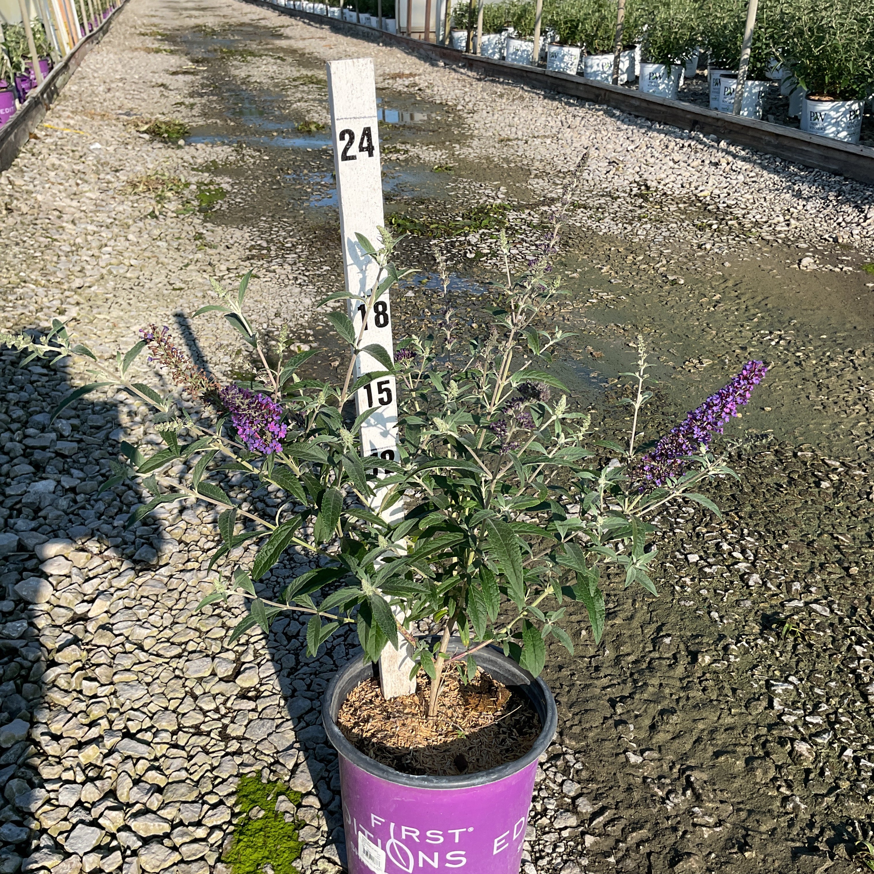Psychedelic Sky Butterfly Bush in a purple First Editions container with purple blooms, shown against a nursery greenhouse backdrop.