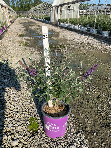 Psychedelic Sky Butterfly Bush in a purple First Editions container with purple blooms, shown against a nursery greenhouse backdrop.