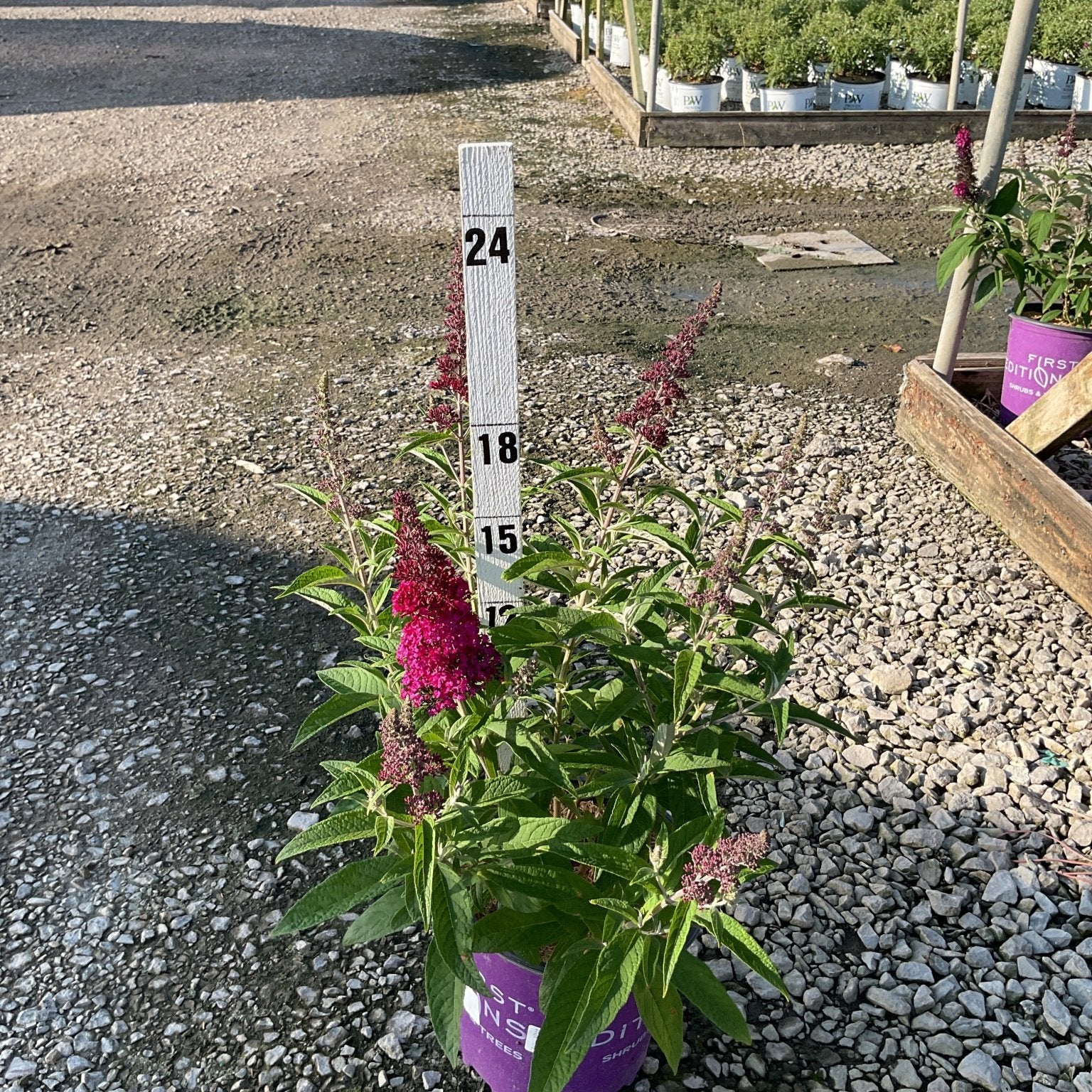 Funky Fuchsia Butterfly Bush in a #2 container with deep magenta flower spikes, shown at a nursery with a height measurement stake.