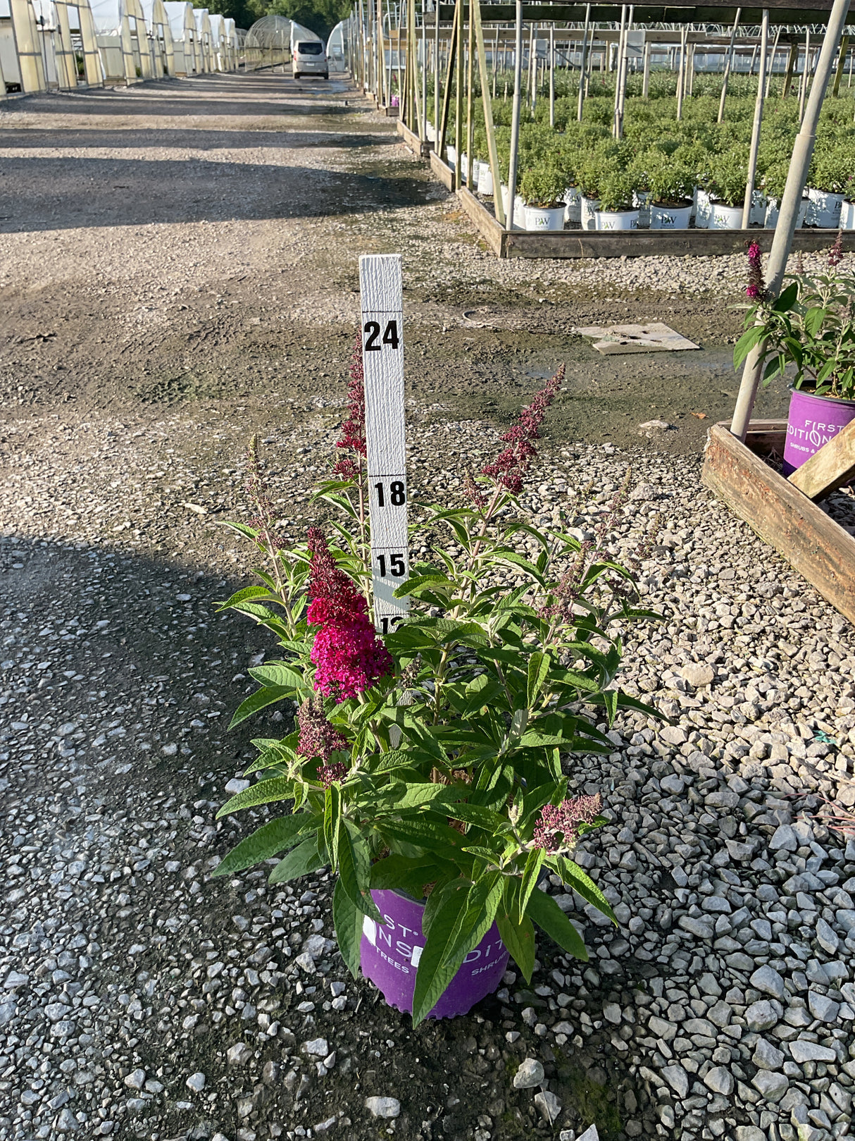 Funky Fuchsia Butterfly Bush in a #2 container with deep magenta flower spikes, shown at a nursery with a height measurement stake.