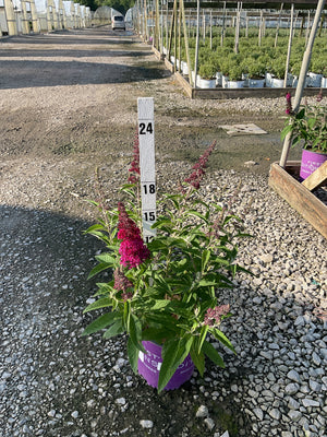 Funky Fuchsia Butterfly Bush in a #2 container with deep magenta flower spikes, shown at a nursery with a height measurement stake.