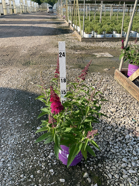 Funky Fuchsia Butterfly Bush in a #2 container with deep magenta flower spikes, shown at a nursery with a height measurement stake.