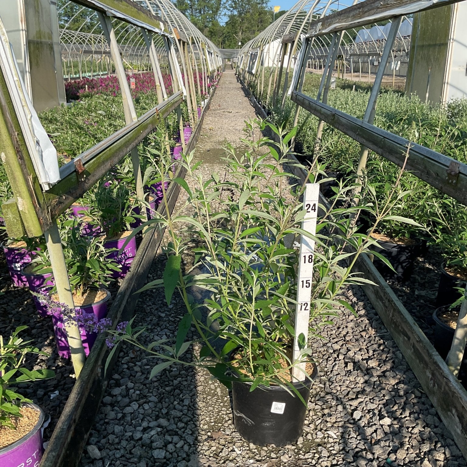Black Knight Butterfly Bush in a #3 container growing in a nursery greenhouse row, showing tall green foliage reaching above 24 inches.