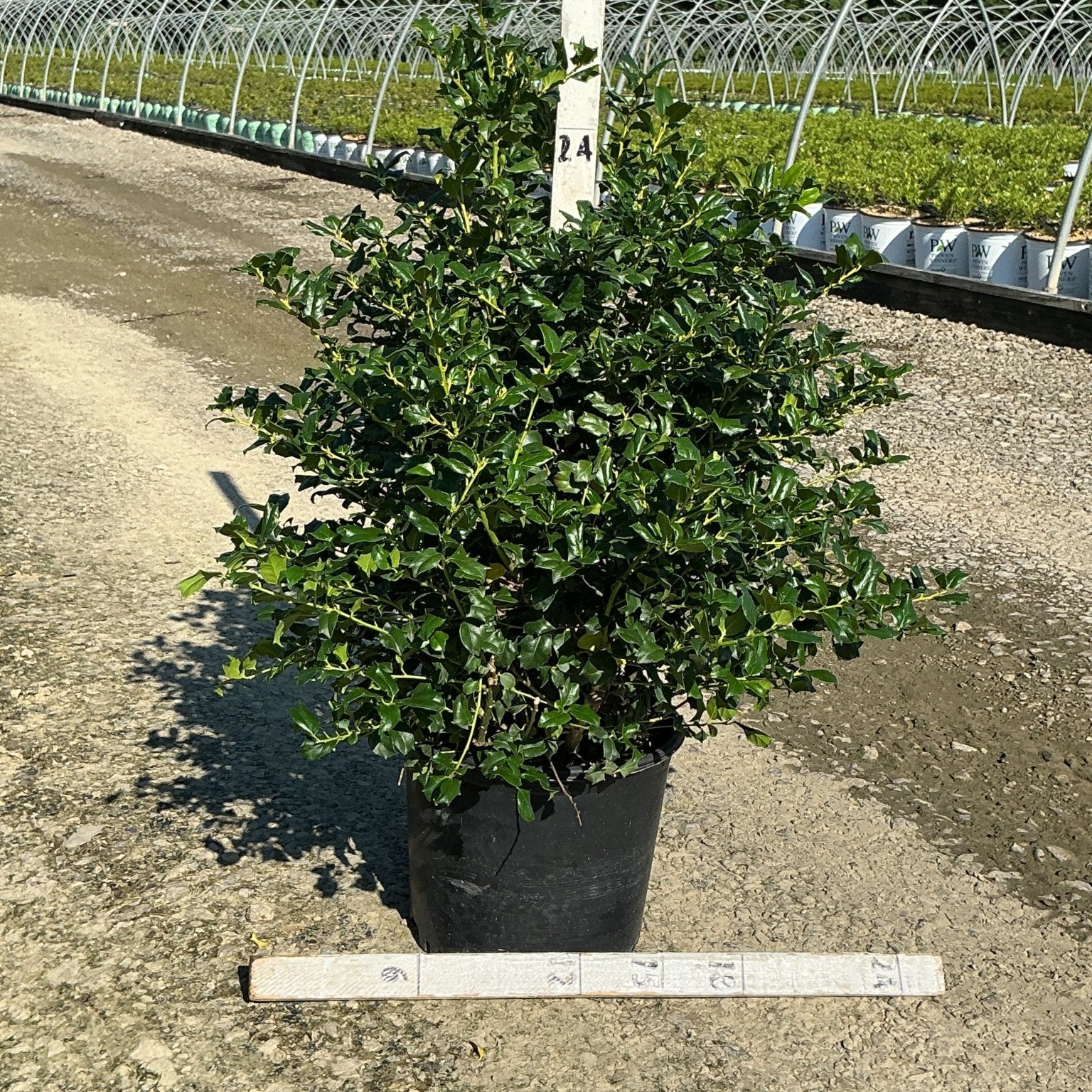 China Girl Holly shrub in a #3 container showing dense, dark green glossy foliage at a nursery grow yard.
