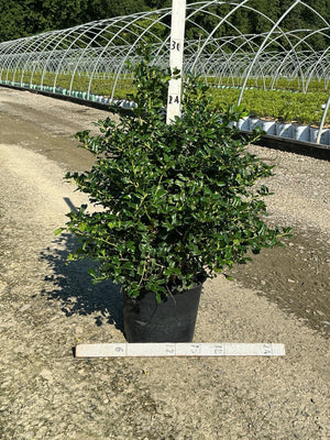 China Girl Holly shrub in a #3 container showing dense, dark green glossy foliage at a nursery grow yard.