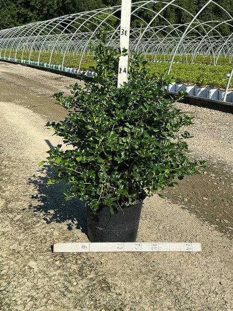 China Girl Holly shrub in a #3 container showing dense, dark green glossy foliage at a nursery grow yard.