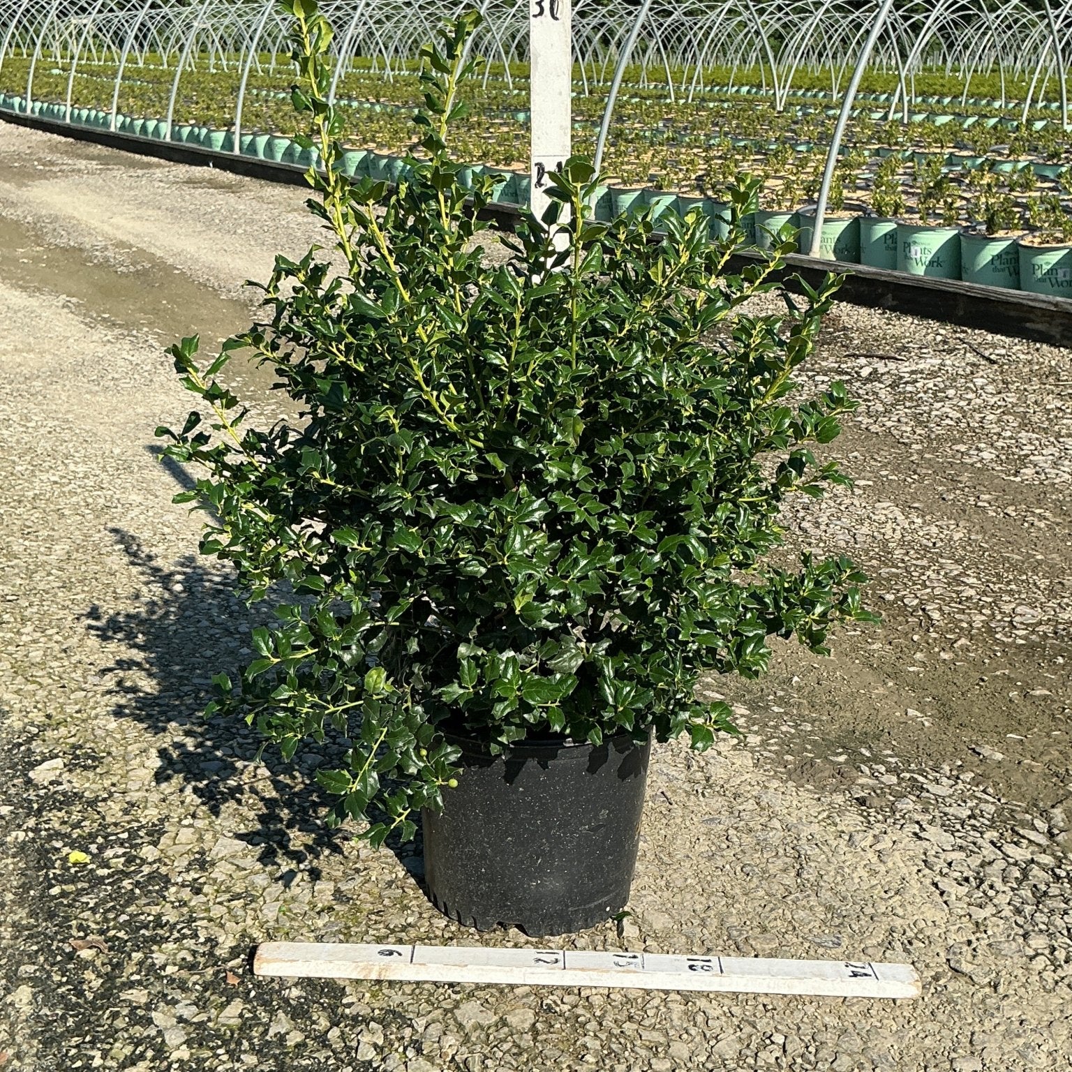 China Boy Holly shrub in a #3 container showing dense dark green spiny foliage at a nursery grow yard.