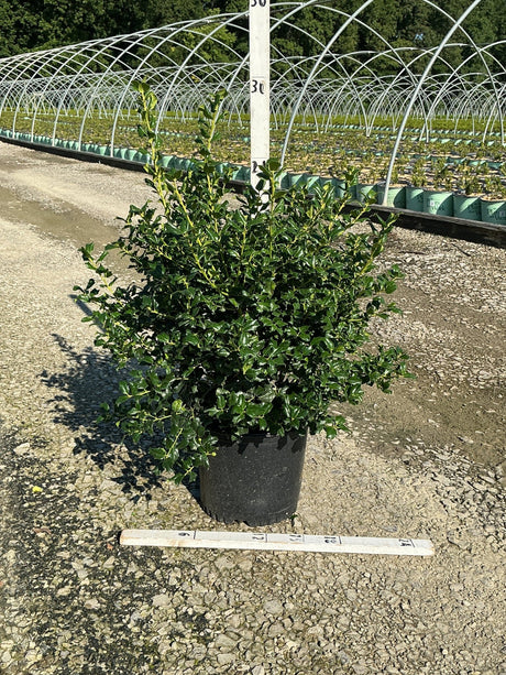 China Boy Holly shrub in a #3 container showing dense dark green spiny foliage at a nursery grow yard.