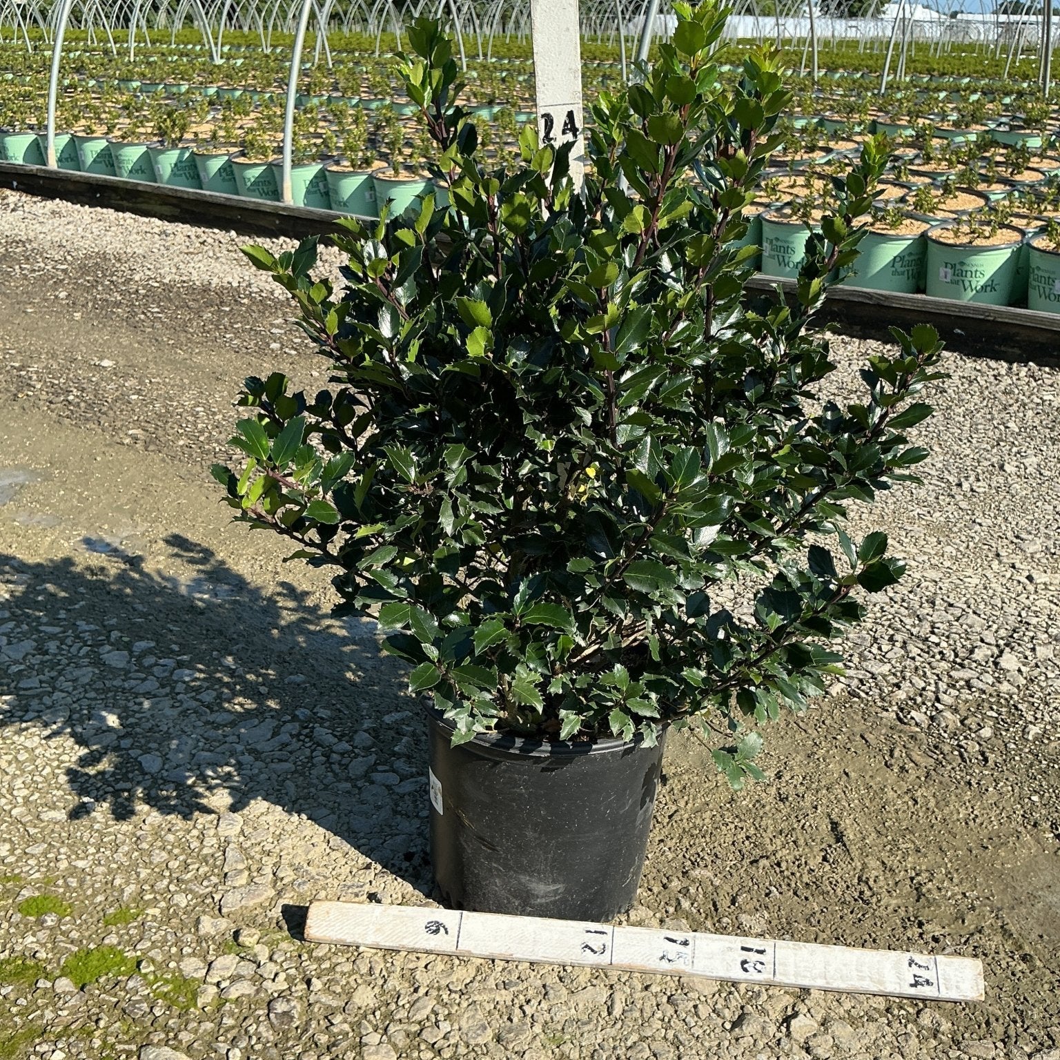 Blue Prince Holly shrub in a #3 container at a nursery, showing dense dark green spiny foliage.