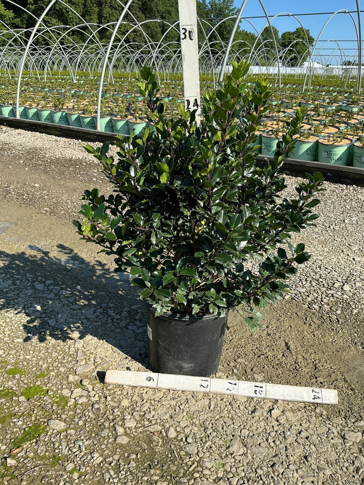 Blue Prince Holly shrub in a #3 container at a nursery, showing dense dark green spiny foliage.