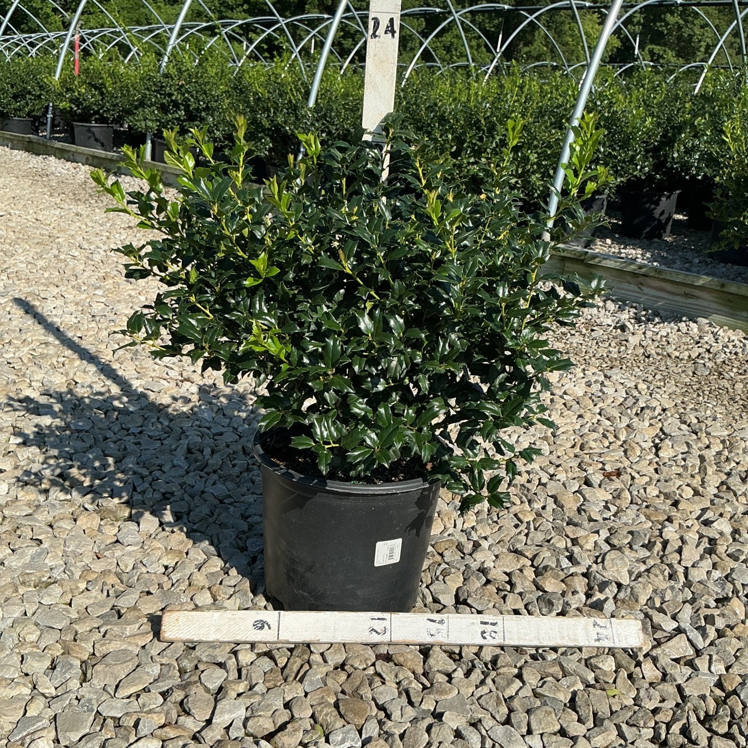 China Boy Holly shrub in a #3 container displayed on gravel at a nursery, showing dense dark green spiny foliage.