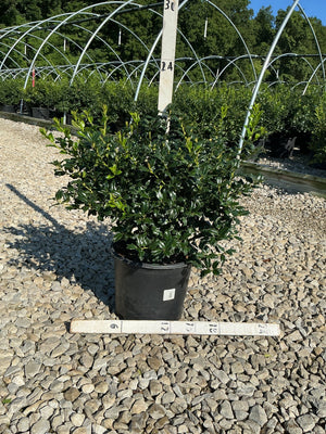 China Boy Holly shrub in a #3 container displayed on gravel at a nursery, showing dense dark green spiny foliage.