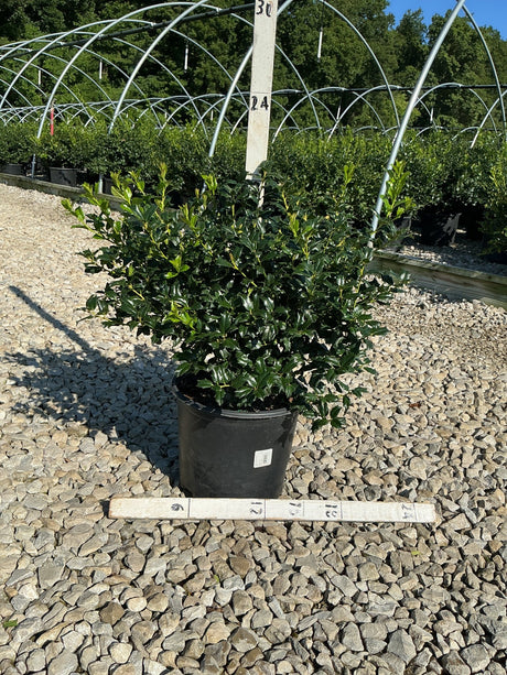 China Boy Holly shrub in a #3 container displayed on gravel at a nursery, showing dense dark green spiny foliage.