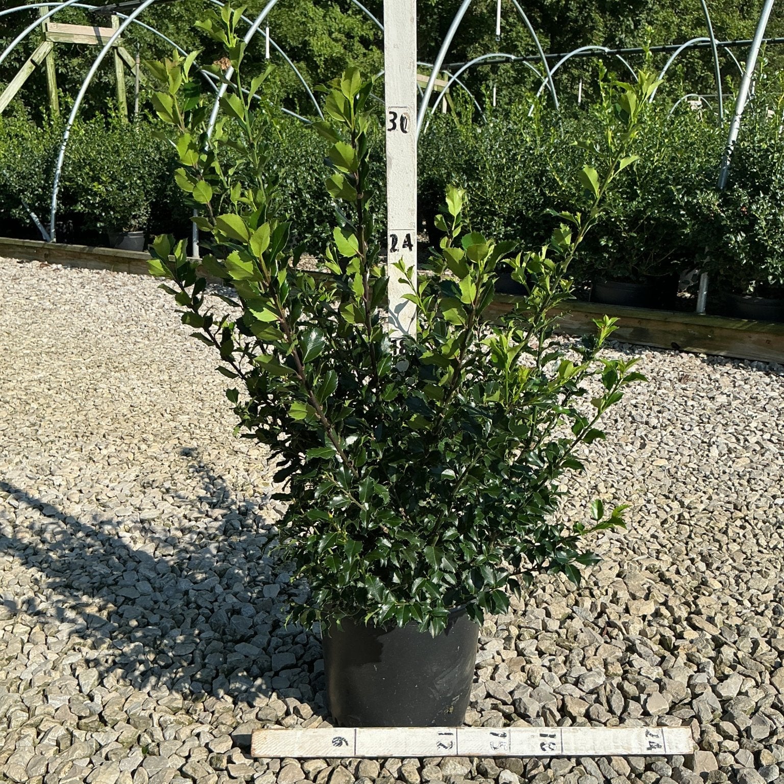 Blue Princess Holly shrub in a #3 container, showing dense dark green foliage reaching about 30 inches tall.
