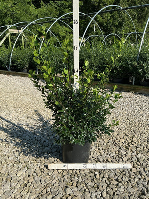 Blue Princess Holly shrub in a #3 container, showing dense dark green foliage reaching about 30 inches tall.