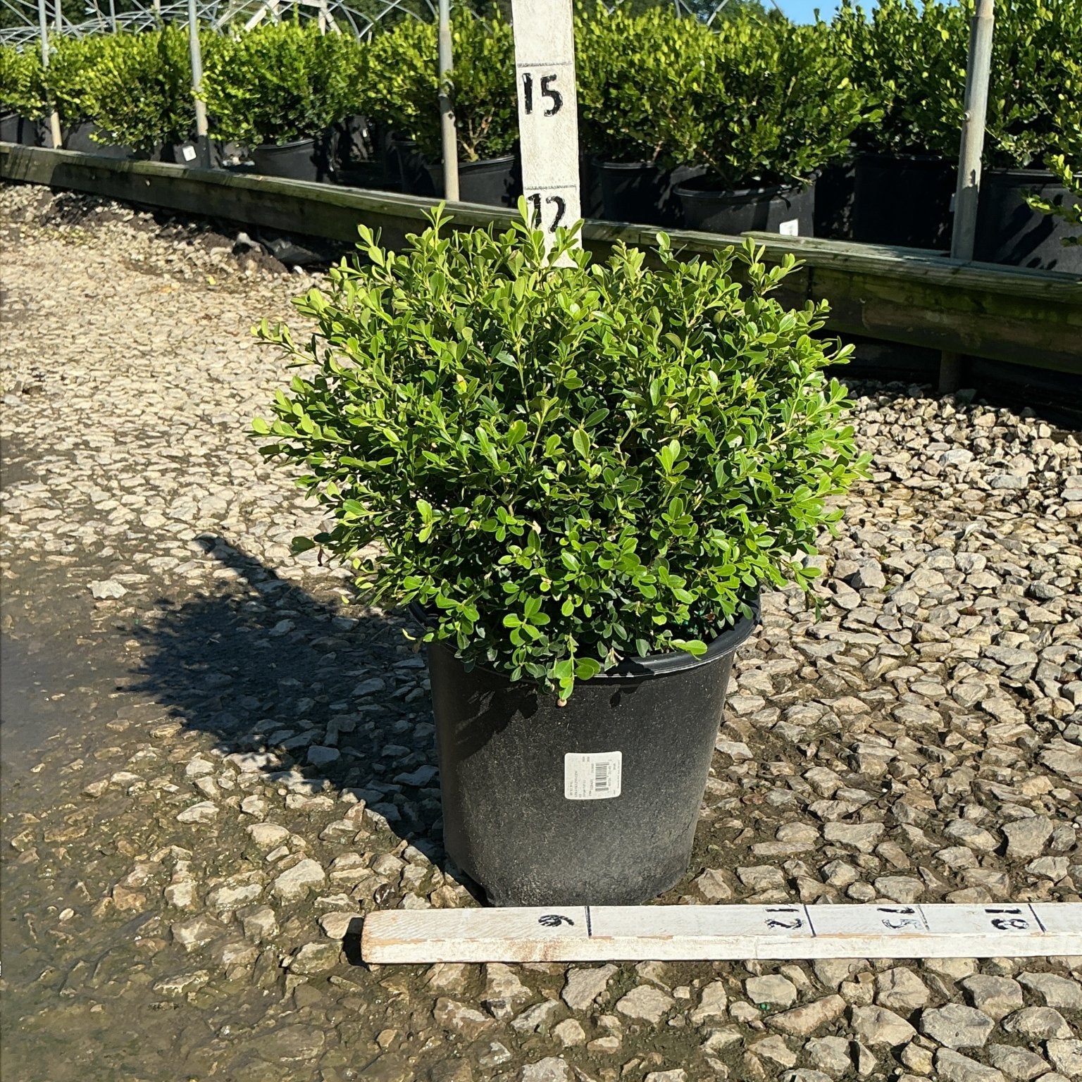Franklin's Gem Boxwood in a #2 container showing dense rounded mounding habit with bright green small leaves at a nursery.