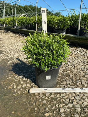 Franklin's Gem Boxwood in a #2 container showing dense rounded mounding habit with bright green small leaves at a nursery.