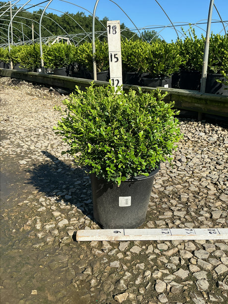 Franklin's Gem Boxwood in a #2 container showing dense rounded mounding habit with bright green small leaves at a nursery.
