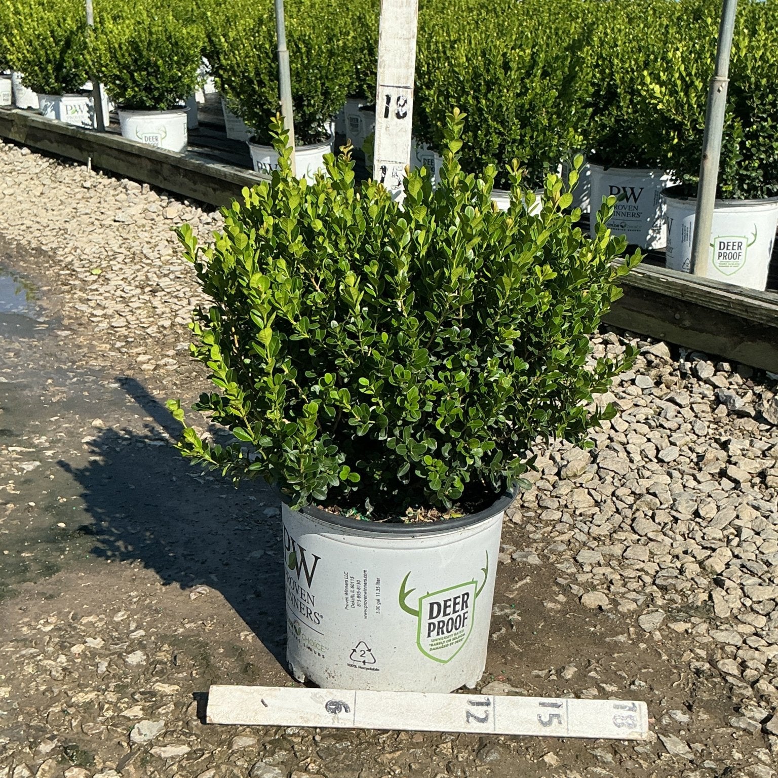Sprinter Boxwood shrub in a #3 nursery container with dense bright green foliage, labeled deer proof by Proven Winners.
