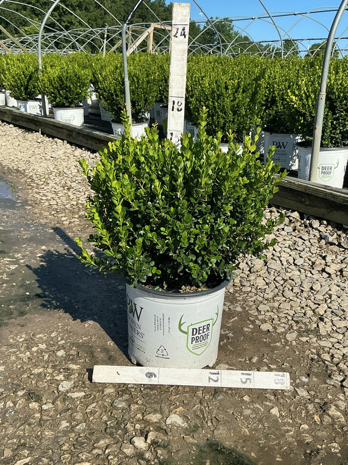 Sprinter Boxwood shrub in a #3 nursery container with dense bright green foliage, labeled deer proof by Proven Winners.