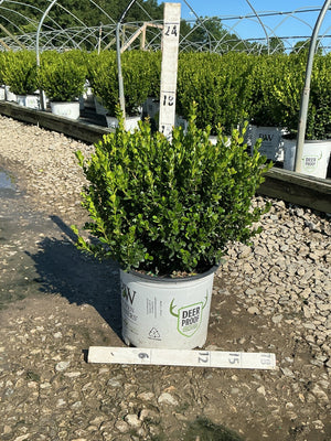 Sprinter Boxwood shrub in a #3 nursery container with dense bright green foliage, labeled deer proof by Proven Winners.