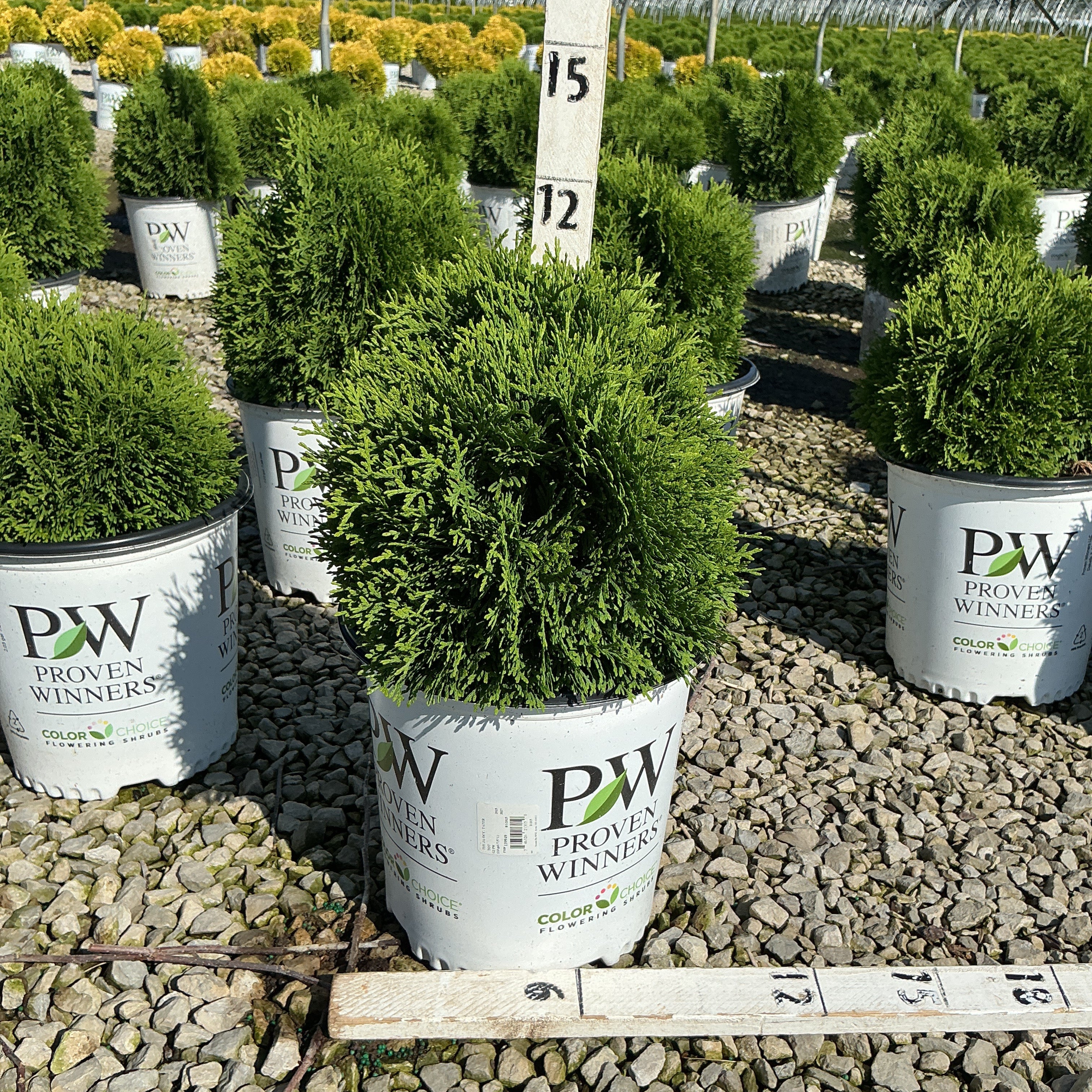Tater Tot Arborvitae in a Proven Winners #2 container at a nursery, showing its dense rounded evergreen form.